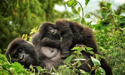 Bwindi Gorilla Uganda Safari