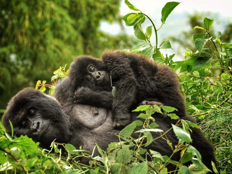 Bwindi Gorilla Uganda Safari