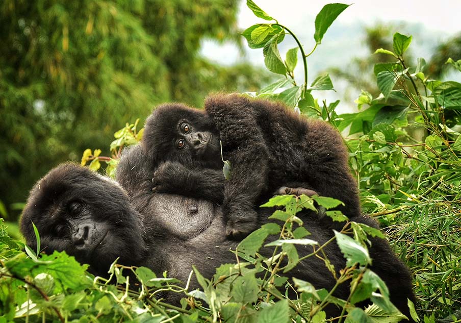 Bwindi Gorilla Uganda Safari