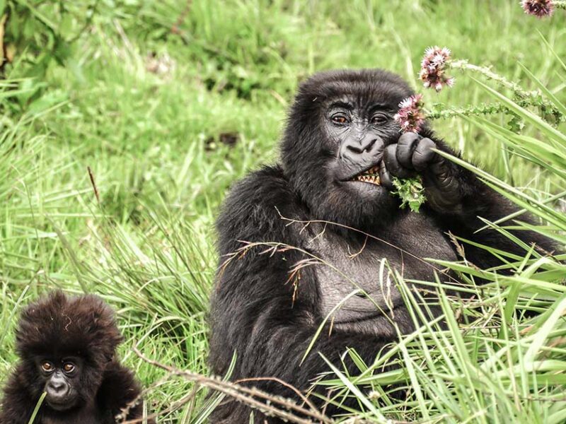 Mgahinga Gorilla Uganda Safari