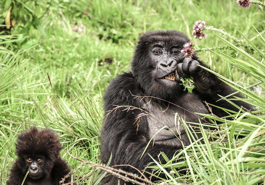 Mgahinga Gorilla Uganda Safari