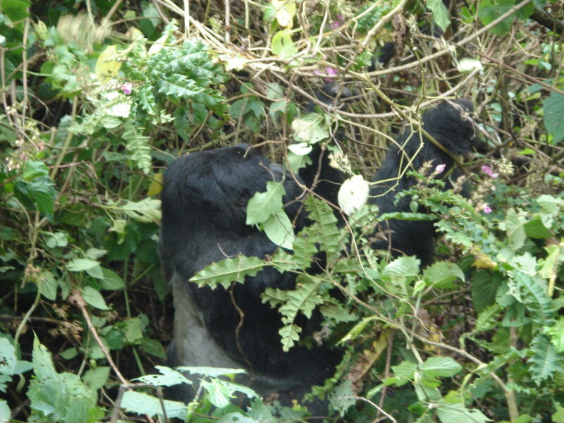 Bwindi Gorilla Uganda Safari