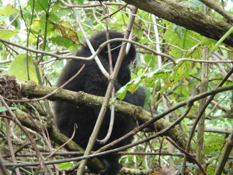 Mgahinga Gorilla Uganda Safari
