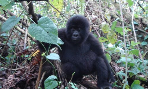 Bwindi Gorilla Uganda Safaris