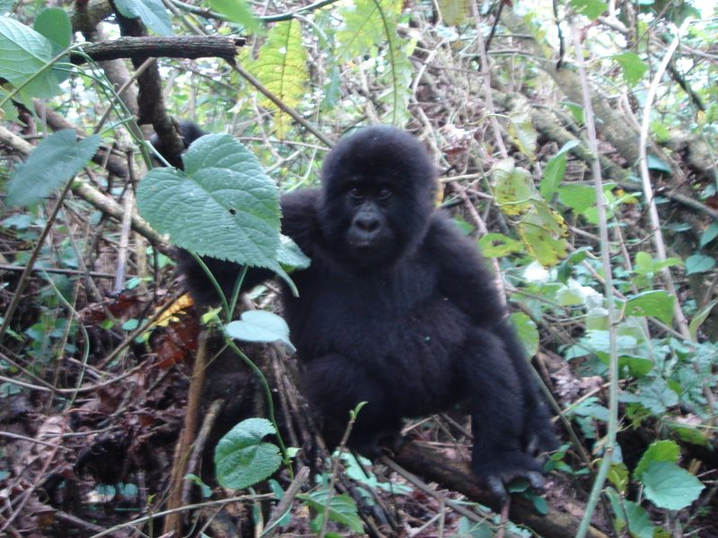 Bwindi Gorilla Uganda Safaris