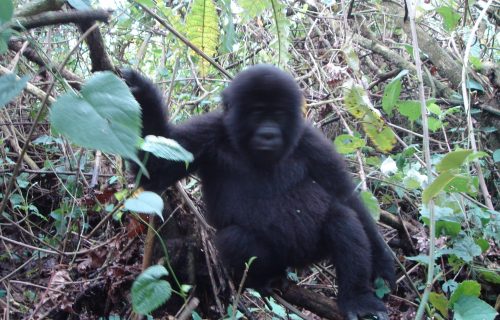 Rwanda Gorilla trekking