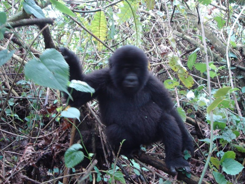 Rwanda Gorilla trekking