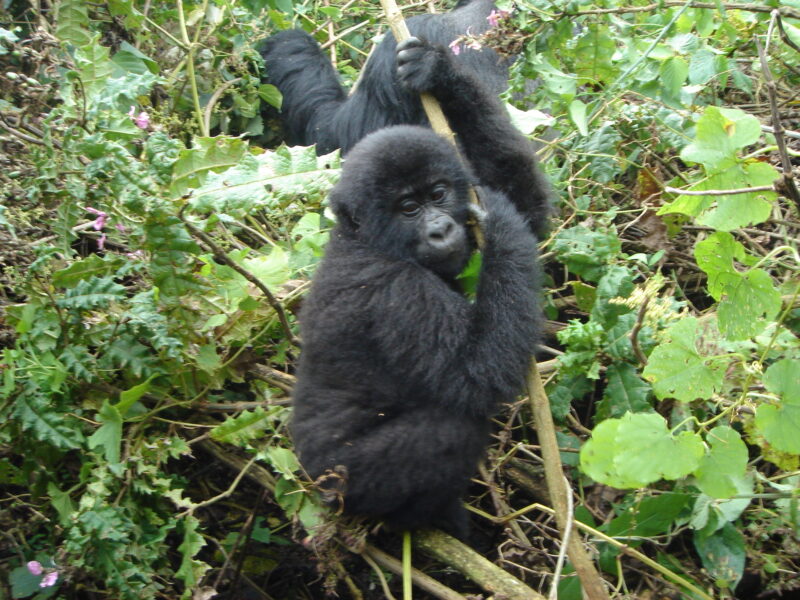 Gorilla Trekking Safaris Uganda