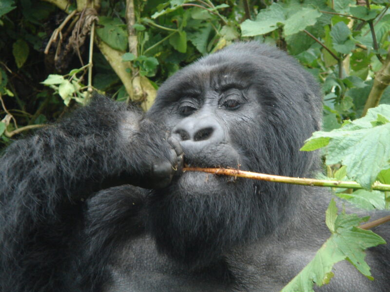 Rwanda Safari Tour