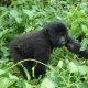 Rwanda Gorilla Safaris Tour