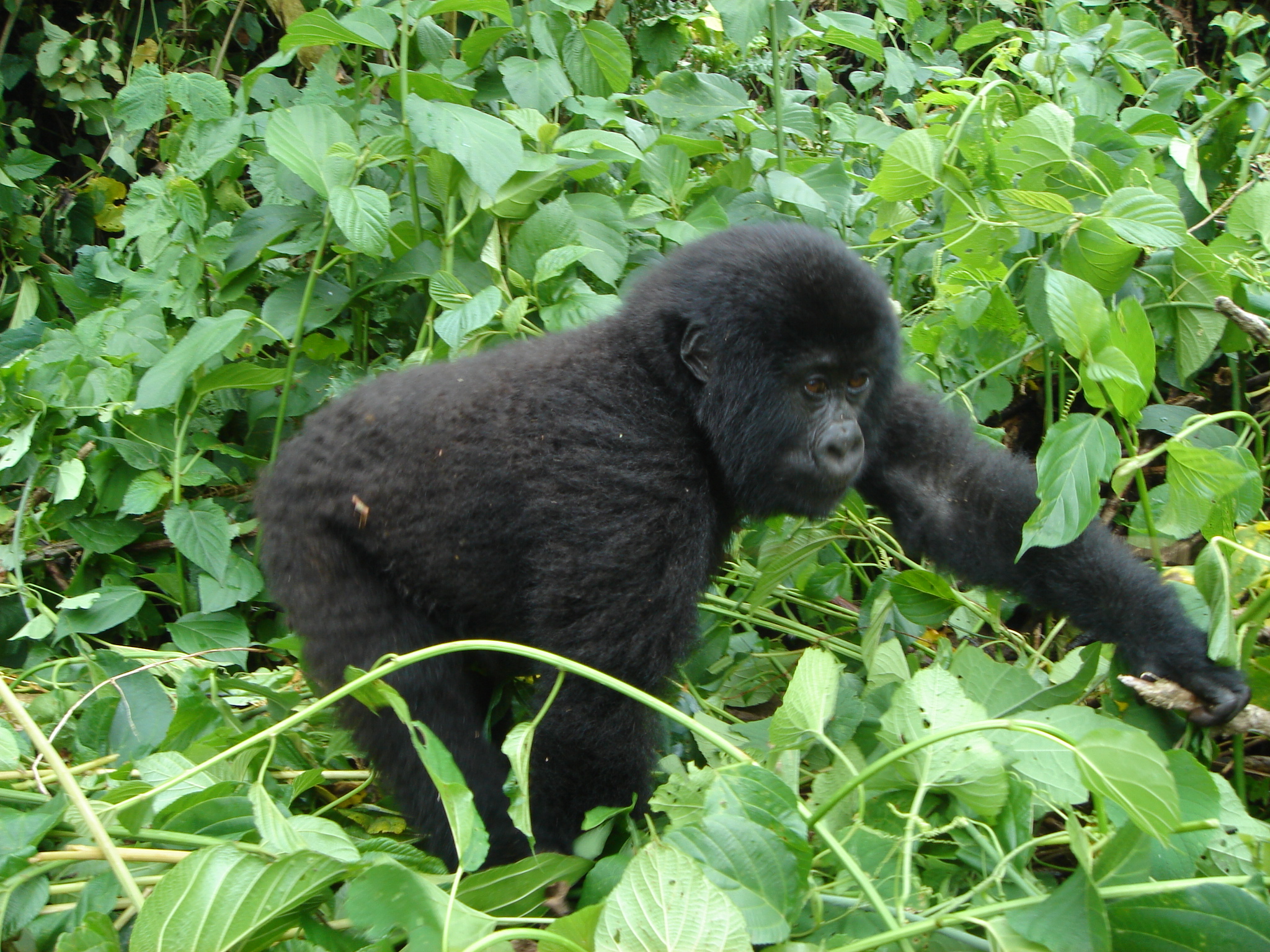 Rwanda Gorilla Safaris Tour