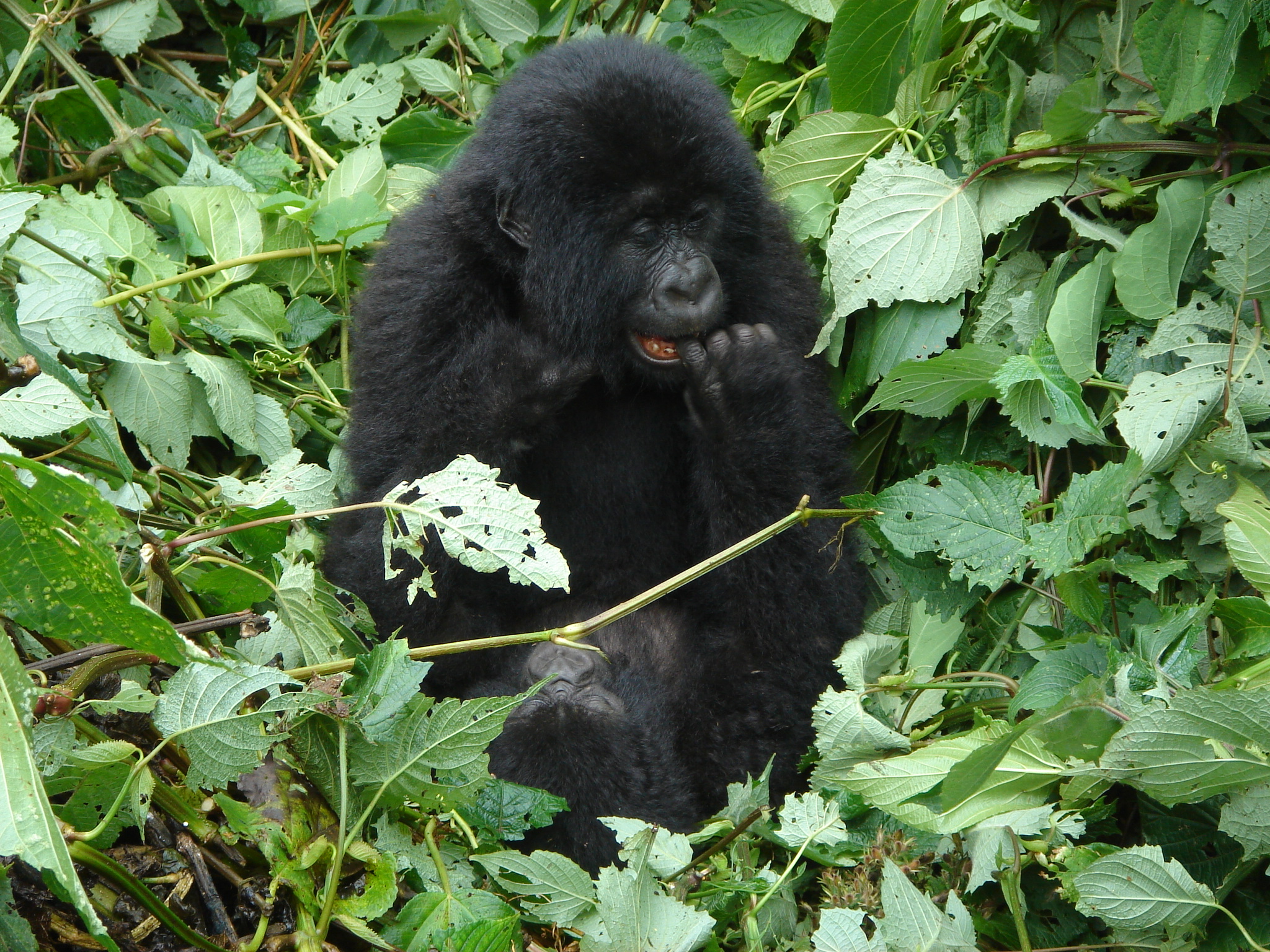 Rwanda Gorilla Trekking