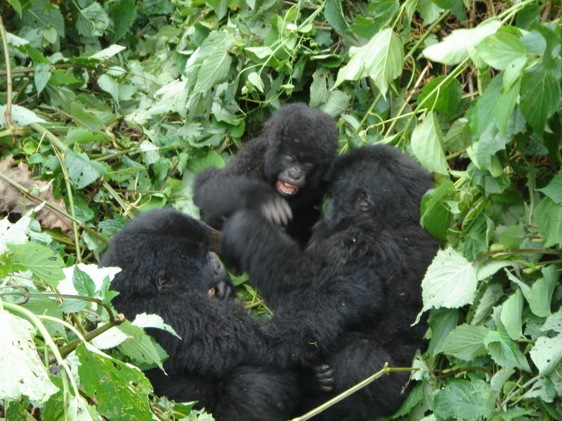 Uganda Gorilla Safaris Tour