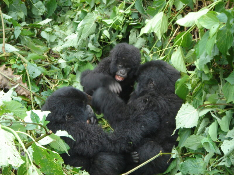 Uganda Gorilla Safaris Tour