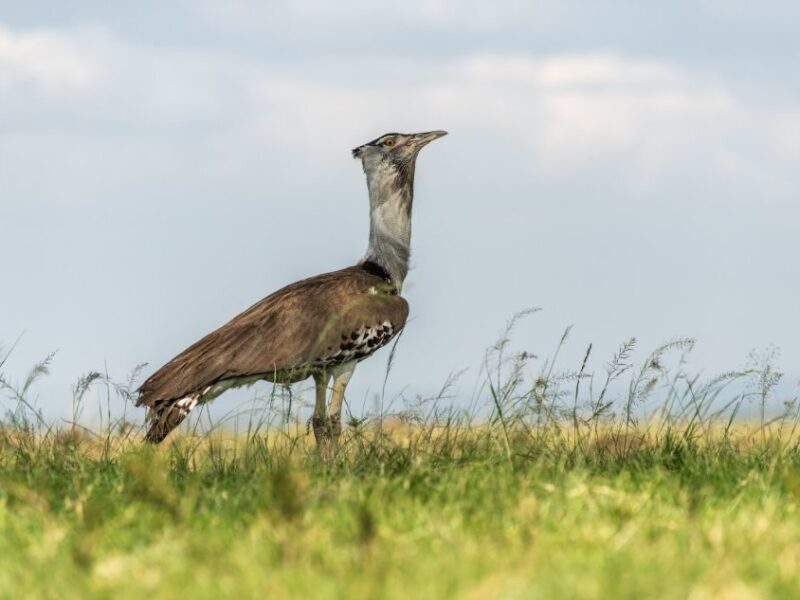 Birding Safaris Tour