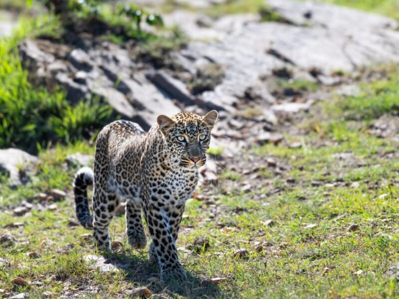 Tanzanian Wildlife Safari