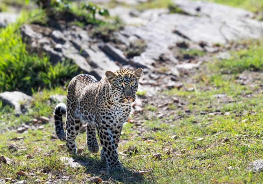 Tanzanian Wildlife Safari