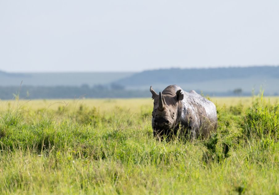 Wildlife Safari Uganda Holiday