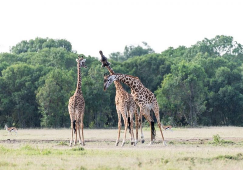 Uganda Vacation Safari