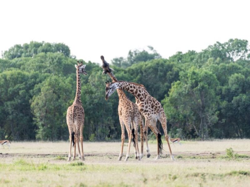 Uganda Vacation Safari