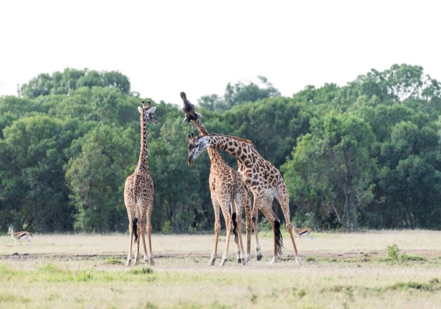 Uganda Vacation Safari