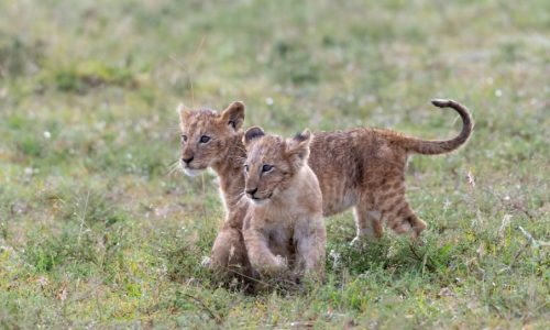 Kenya Safari Wildlife Adventure