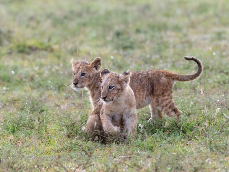 Kenya Safari Wildlife Adventure
