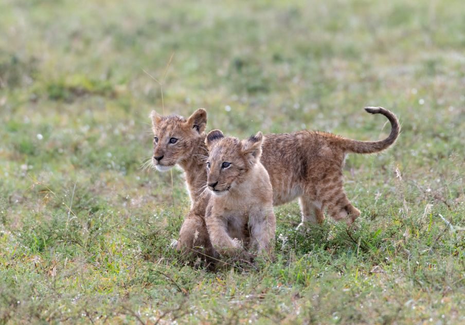Kenya Safari Wildlife Adventure