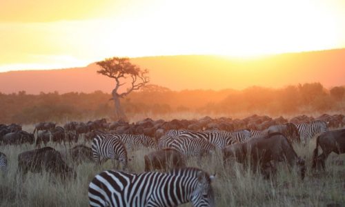 Wildebeest Safari Tanzania