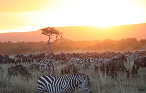 Wildebeest Safari Tanzania