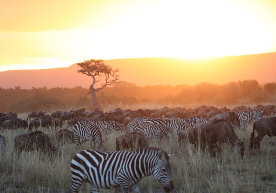 Wildebeest Safari Tanzania