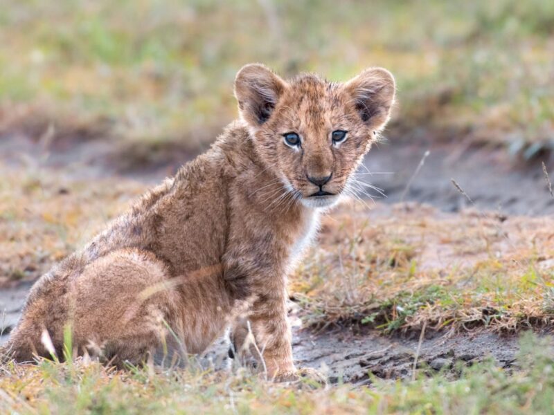 Uganda Vacation Safari