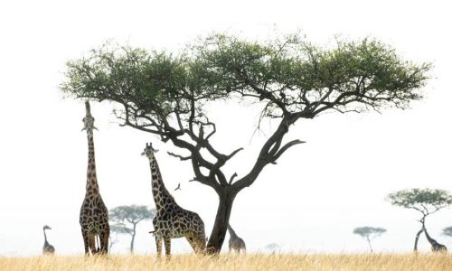 Tanzania Wildlife Adventure Safari