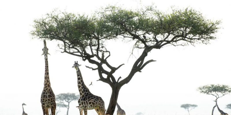 Tanzania Wildlife Adventure Safari