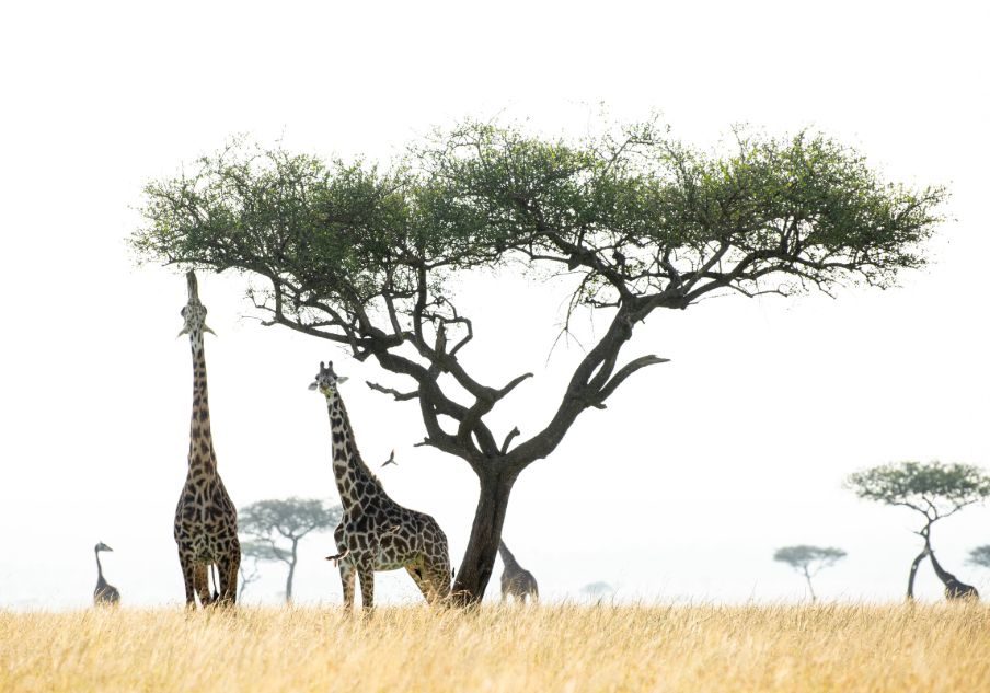 Tanzania Wildlife Adventure Safari