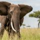 Uganda Wildlife Adventure Safari
