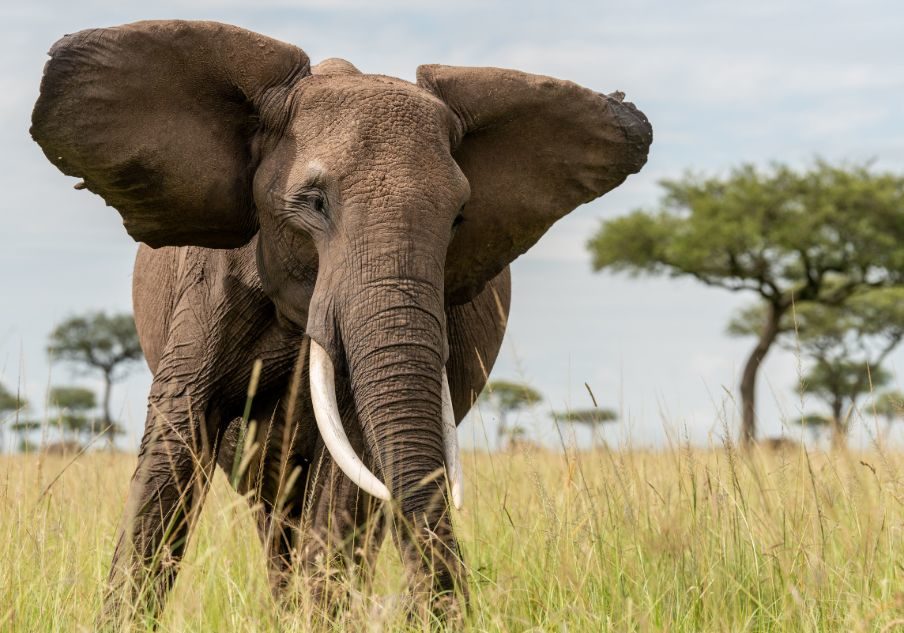 Uganda Wildlife Adventure Safari