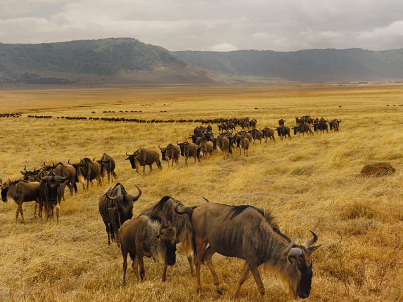 Best of Tanzania Wildlife Adventure Safari