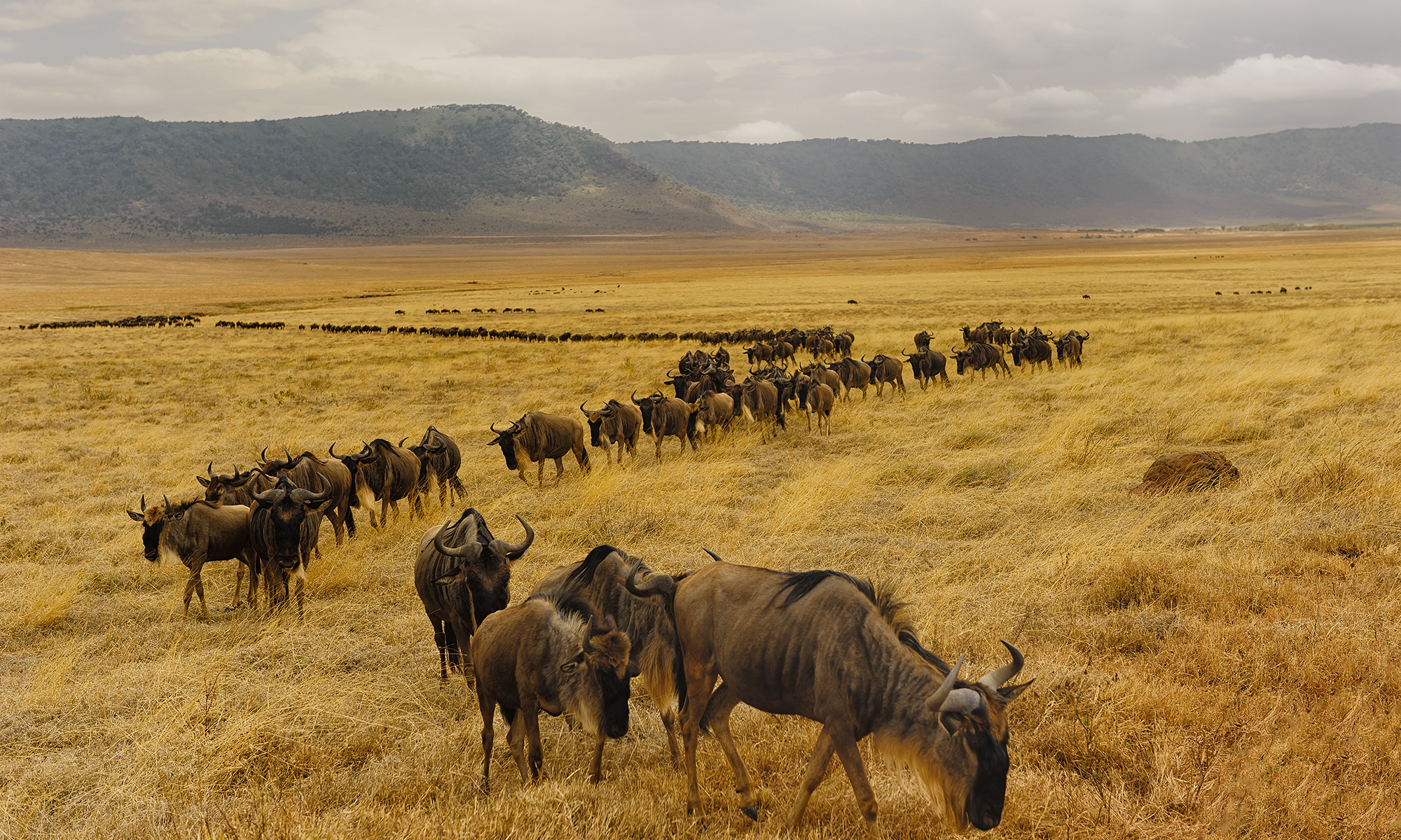 Best of Tanzania Wildlife Adventure Safari