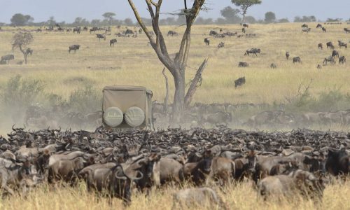 Tanzania Wildlife Safaris Tour