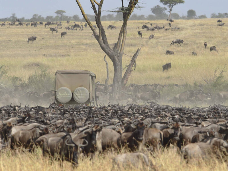 Tanzania Wildlife Safaris Tour