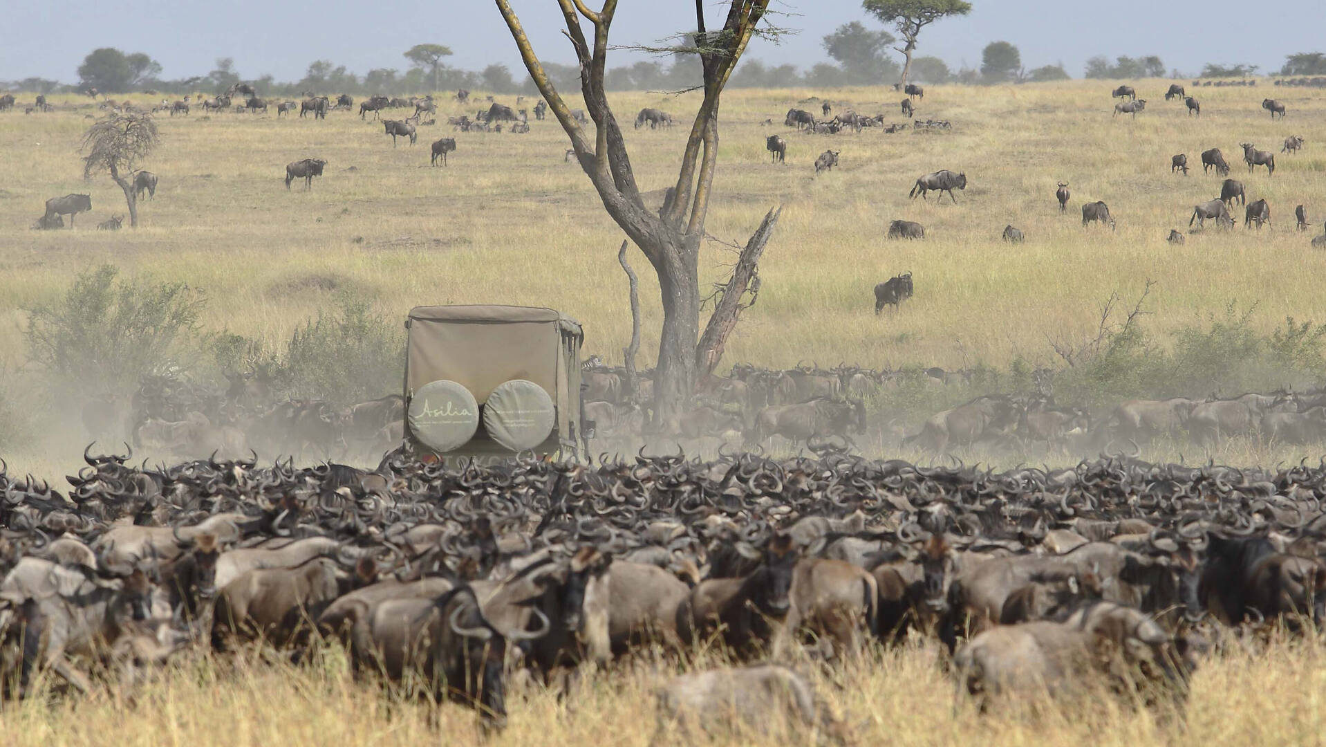 Tanzania Wildlife Safaris Tour