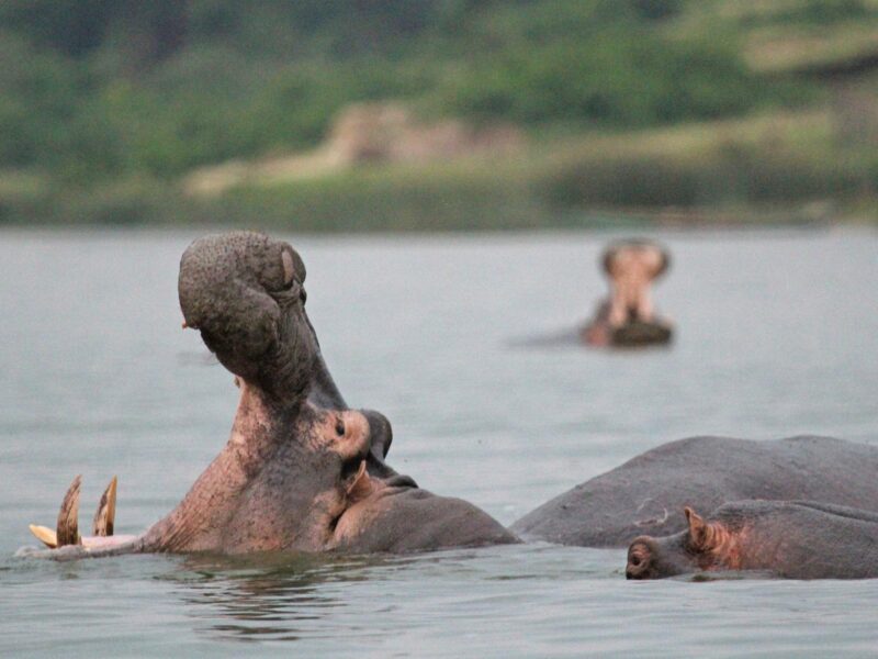 KC Uganda Safaris Tour