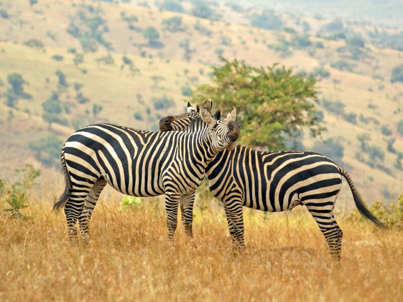 Uganda Wildlife Tour